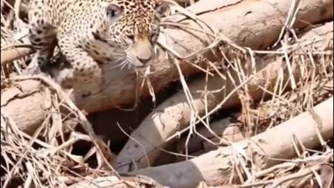 The way leopards dive is so cool