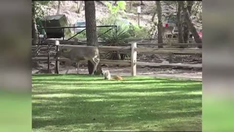 Deer Being Attacked by Squirrel?