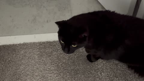 Adopting a Cat from a Shelter Vlog - Cute Precious Piper Takes a Break from Doing Security