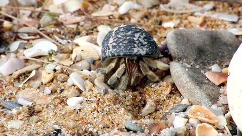 Crab Beach Animal Shell Legs Shellfish Cancer