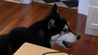 Husky is learning to talk!