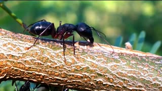most interesting facts about ants