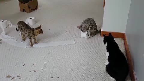 Bengal Cats React To Toilet Paper