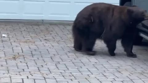 Bear Breaks Into Truck