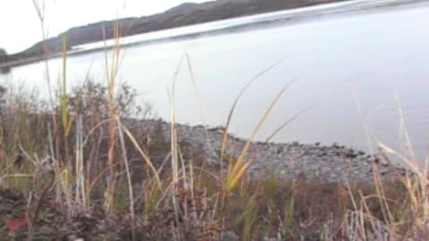 Alaska Peninsula Brown Bear Hunt