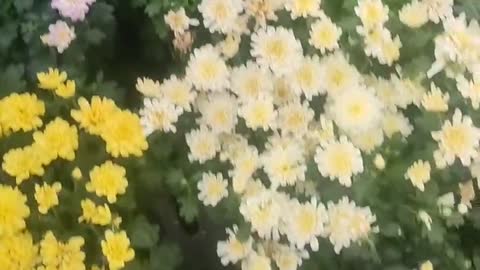 Small chrysanthemums of various colors