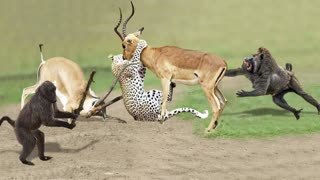 Amazing Baboon Save Impala From Leopard Jumps Tall Tree To Ambush Leopard Hunting Fail