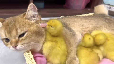 The duckling finally found its mother!The kitten is the duckling's mother cute and interestinganimal