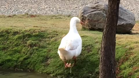 Cute duckling-01