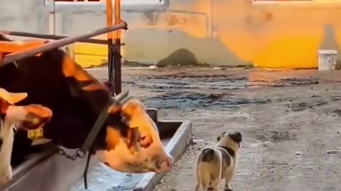 Funny animals Amazing videos 🤣🤣🤣