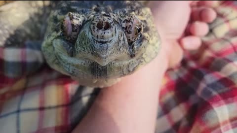 Huge Snapping turtle gets some sun