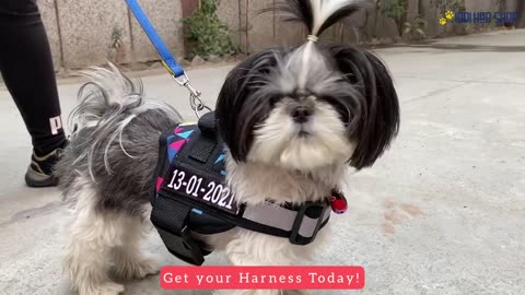 Personalized Dog Harness _ No - Choke _ Comfortable to Walk _ Reflective