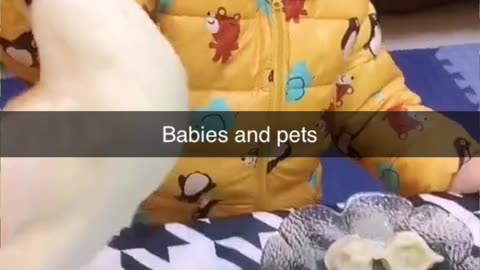 Babies vs Pets