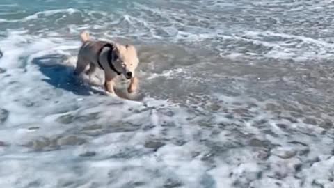 Watching your pet dog play happily in the sea will make you feel happy, too