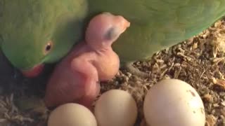 Indian Ringneck Parrot is a first-time mother