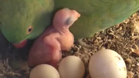 Indian Ringneck Parrot is a first-time mother