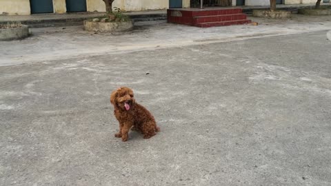 A cute dog is running happily