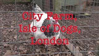 City Farm