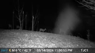 Deer and Insect on Cam
