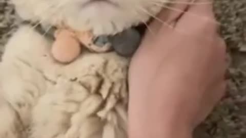 Cat cute video