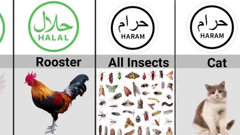 Halal and Haram Animal Meat in Islam - Halal and haram animals - data rivalry