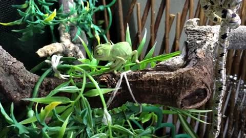 Chameleon Gets His Tongue Stuck Twice (!?) While Feeding