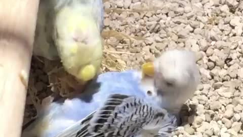 Parrots fell in love with each other