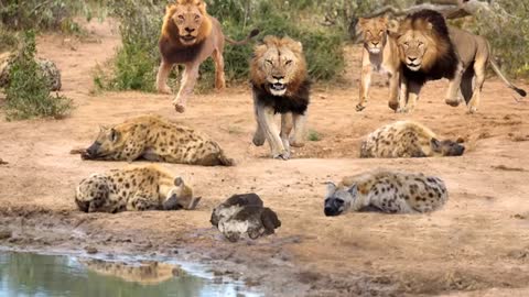 OMG! King Lion destroy Hyena cubs stupid go into his territory!