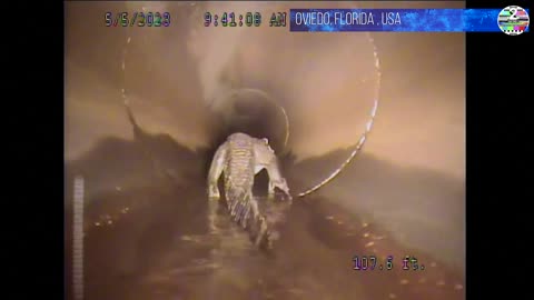 Robot chases huge alligator through Florida stormwater pipes?