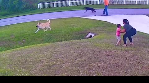 Dog realy amazing Saves little boy cctv