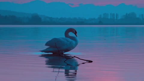 swan-bird-evening-twilight