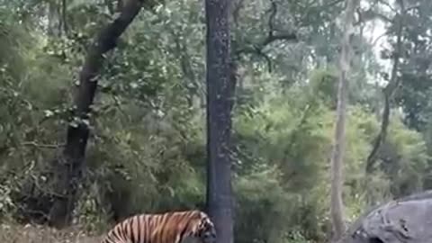 A rare sight 🐅#tiger #mating #kanhanationalpark #aarzookhurana #shortvideo #wildlife #short