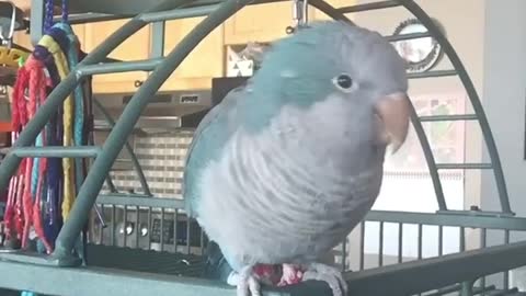 My Parrot making kissy sounds