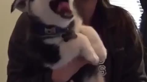 A husky learning to talk