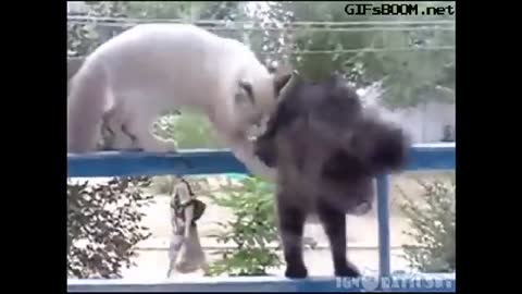 Funny Cats Clips in 30 Seconds