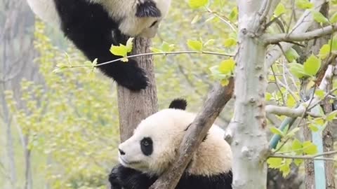 Cute panda climbing a mountain