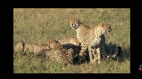 Leopards eating flesh #WILDLIFE # wild animals