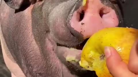 Bajie eats and smells delicious cute pet pig