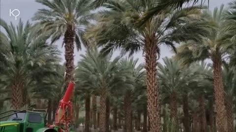 This is the Process of Harvesting Dates in the Largest Date Garden in the World