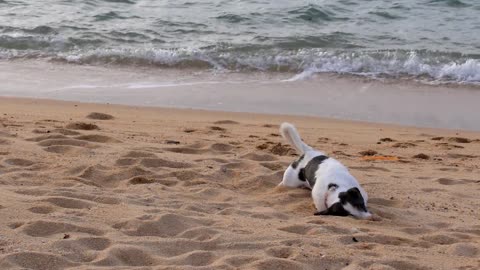 cute dog playing in the sea