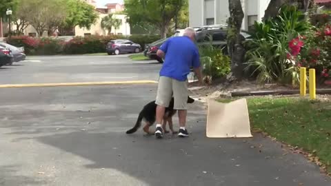 Dog training video