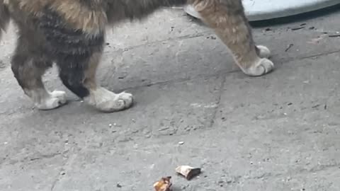 What is this kitten hiding under the table? Is it ready to catch the mouse again?