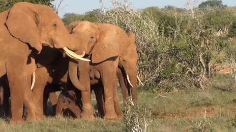 ELEPHANT GIVING BIRTH IN TSAVO EAST NATIONAL PARK IN KENYA.