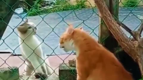 😂🐈‍⬛நான் இன்னும் சாகல🐕😂#viral #trending #shorts #cutecat #funnyanimalvideos @viral