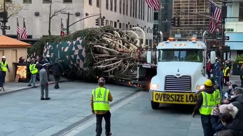 The Rockefeller Center Christmas Tree arrived this morning in New York City