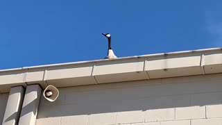 April 13, 2023 - Goose on the Roof of a Big Box Store