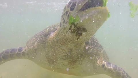 Slow motion of turtle being fed seaweed by local man to entertain tourists