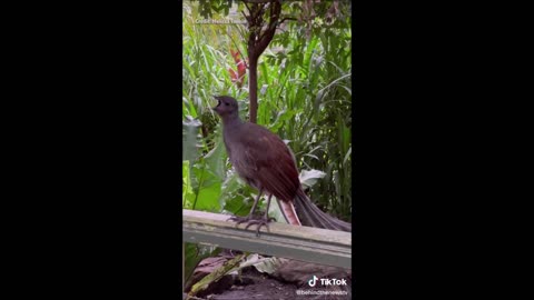 Craziest Lyre Bird Compilation