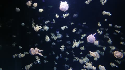 Nature's Lullaby: Jellyfish. Relaxing and Music for Deep Sleep
