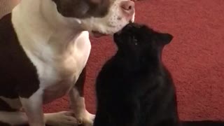 Diva the Pocket Bully and her friend Eeny #dogs pets #cats